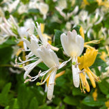Set of 2 Honeysuckle Vine Live Plants for Trellis, or Fence, 6 Inches Tall, Climbing Flowering Vine Starters for Outdoor Garden, No Pot