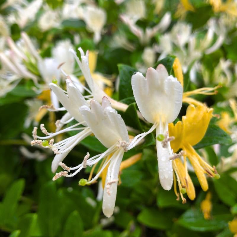 Set of 2 Honeysuckle Vine Live Plants for Trellis, or Fence, 6 Inches Tall, Climbing Flowering Vine Starters for Outdoor Garden, No Pot