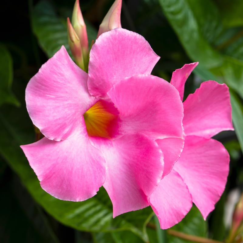 2 Light Pink Mandevilla Live Plants, Mandevilla Flowering Vines Trellis, 4-9 Inch Tall Plants for Hanging Baskets, Container and Garden Growing