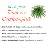 5 Ostrich Fern Rhizomes Live Plants for Planting, Ferns Live Plants Outdoors Indoors Full Shade, Bare Roots, Fast-Growing