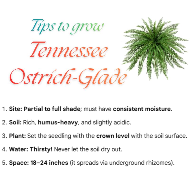 5 Ostrich Fern Rhizomes Live Plants for Planting, Ferns Live Plants Outdoors Indoors Full Shade, Bare Roots, Fast-Growing