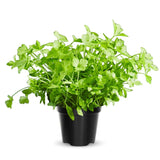 Parsley Plant Live in Pot, Live Parsley Plant, 4 Inches Tall, Herb Plant Outside