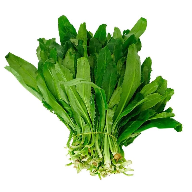 Culantro Plant Live in 4" Pot, 5 Inch Tall Culantro Herb, Long-Leaf Culinary Plant for Indoor or Outdoor Growing