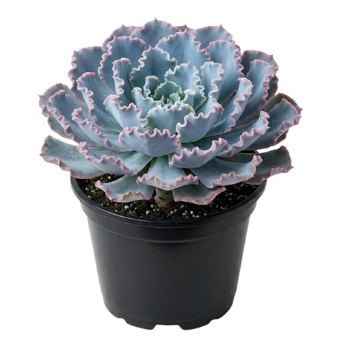 Blue Echeveria Live Plant, Echeveria Succulent Plant in 4 Inch Pot, Easy Care Succulent for Indoor Outdoor Houseplant