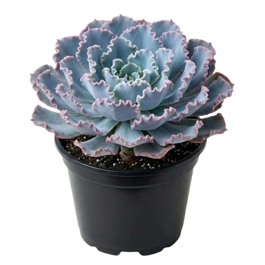 Blue Echeveria Live Plant, Echeveria Succulent Plant in 4 Inch Pot, Easy Care Succulent for Indoor Outdoor Houseplant