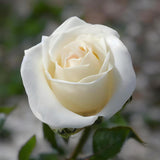 White Mini Rose Plant Live, Miniature Rose Bush in 3" Pot, Indoor Outdoor Flowering Plant, Compact Live Rose for Gifts and Gardens