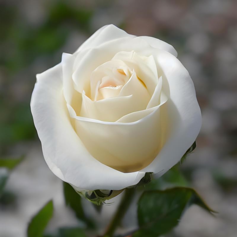 White Mini Rose Plant Live, Miniature Rose Bush in 3" Pot, Indoor Outdoor Flowering Plant, Compact Live Rose for Gifts and Gardens