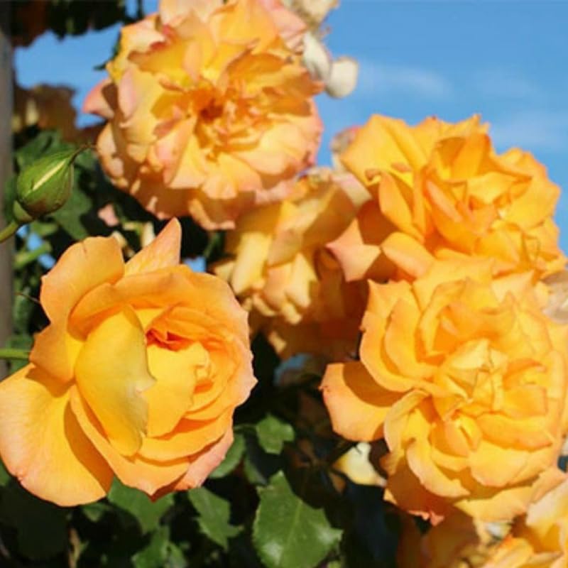 Yellow Roses Live Plants 7 Months Old, Rose Bushes Ready to Plant 5-9" Tall, Very Fragrant, Can Grow As Climber or Bush Tree or Trellises, Walls, Fences
