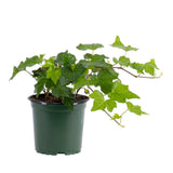 English Ivy Live Plant, 4 Inch Pot, Hardy Green English Ivy Plant for Outdoors Indoors Garden, Potted Vine Plant