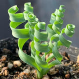 Albuca Plant Live Bare Root Succulent Live Plant, Rare Curly Leaf, Easy Care Indoor Plant for Collectors