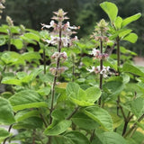 Set 6 Holy Basil Plants, 3-5 Inch Tall Herb Tusil Basil Plant, Live Perennial Herb Plant for Indoors, Outside Garden