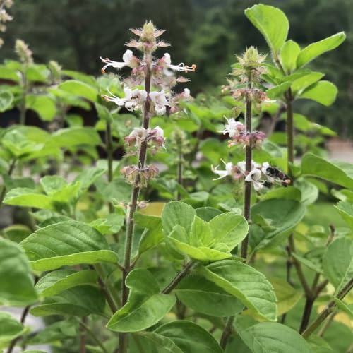 Set 6 Holy Basil Plants, 3-5 Inch Tall Herb Tusil Basil Plant, Live Perennial Herb Plant for Indoors, Outside Garden