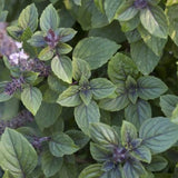 African Blue Basil Plant Live, 4 to 6 Inch Tall Herb Plant, Fragrant Leaves Basils Live Plants Potted