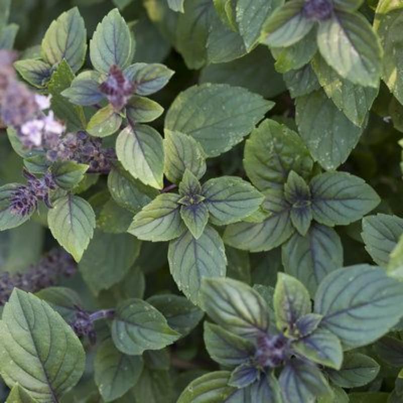 African Blue Basil Plant Live, 4 to 6 Inch Tall Herb Plant, Fragrant Leaves Basils Live Plants Potted