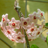 Live Hoya Carnosa Plant, Variegated Tricolor Hoya, Vine Hoya Plant 4-6 Inch for Planting