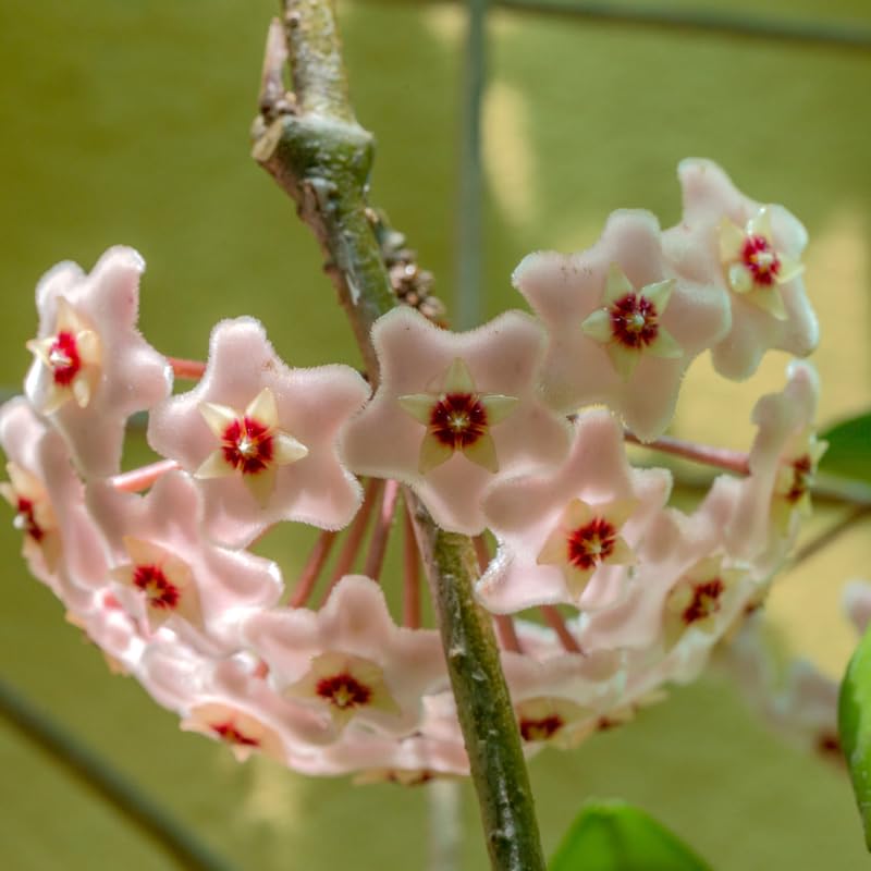 Live Hoya Carnosa Plant, Variegated Tricolor Hoya, Vine Hoya Plant 4-6 Inch for Planting