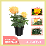 Yellow Mini Rose Plant Live, Miniature Rose Bush in 3" Pot, Indoor Outdoor Flowering Plant, Compact Live Rose for Gifts and Gardens