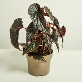 Angel Wing Begonia Live Plant, Polka Dot Begonia Maculata Plants, 4-7" Starter Indoor Outdoor Houseplant Décor, Air-Purifying and Easy Care, Soft and Beautiful