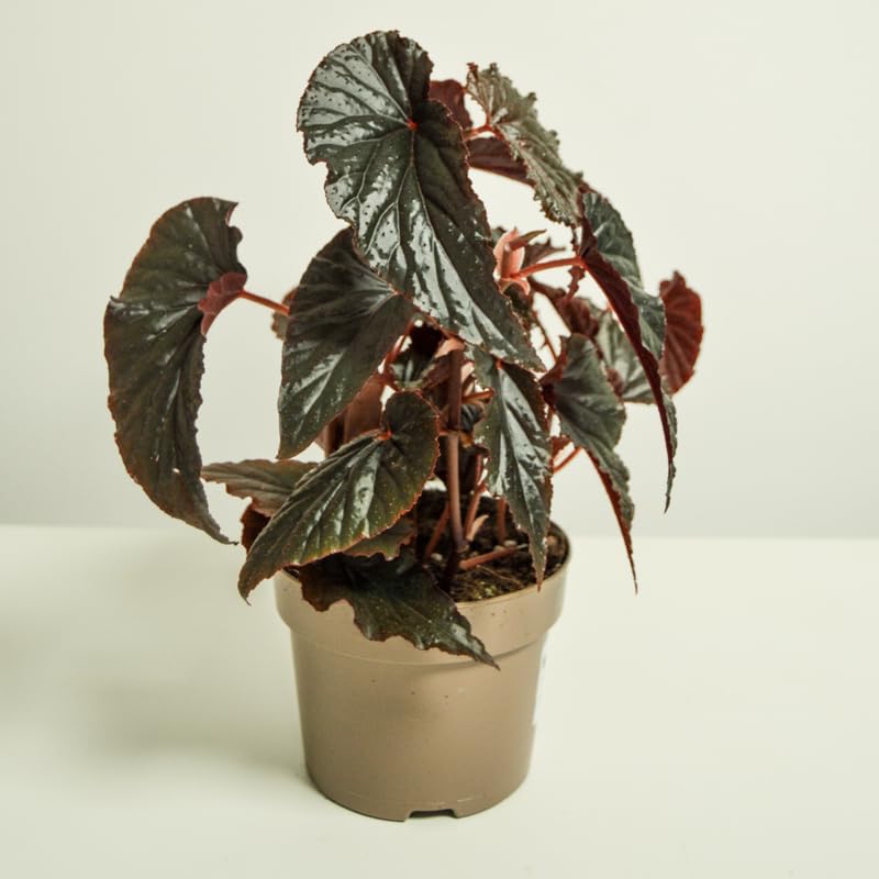 Angel Wing Begonia Live Plant, Polka Dot Begonia Maculata Plants, 4-7" Starter Indoor Outdoor Houseplant Décor, Air-Purifying and Easy Care, Soft and Beautiful