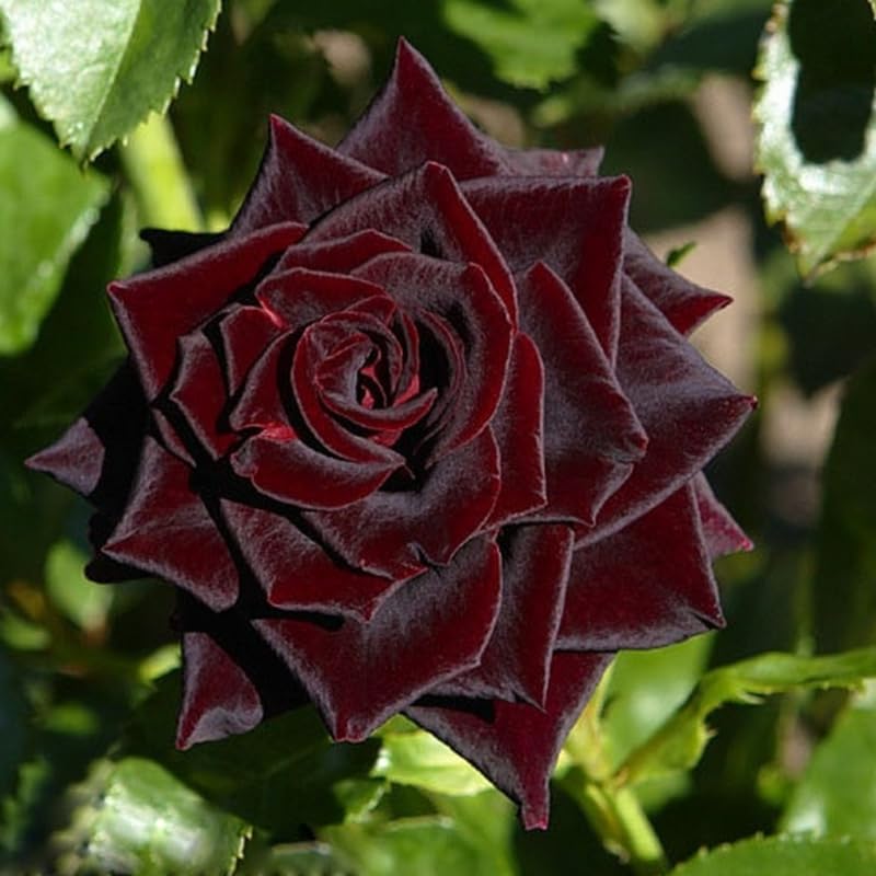 Well-Rooted Rose Live Plant, Climbing Roses Live Plant, Fragrant Climber Plant for Planting, No Leaf, Trim Back, 5-9" in Tall, Bare Root (Black Velvet)