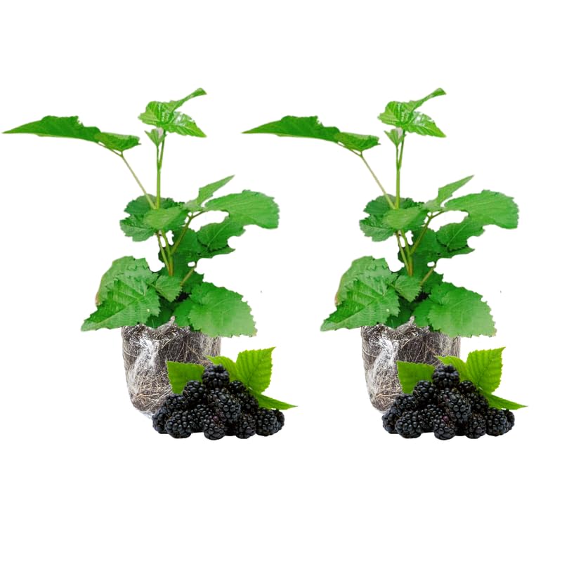 Set 2 Thornless BlackBerry Bushes Live Plants, Edible Blackberries Fruit Tree, 4-8 Inch, Outdoor and Container Growing - Arapaho