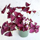 Deep Oxalis Shamrock Plant, 4-8" Tall, Hardy Perennial for Indoor Outdoor Growing