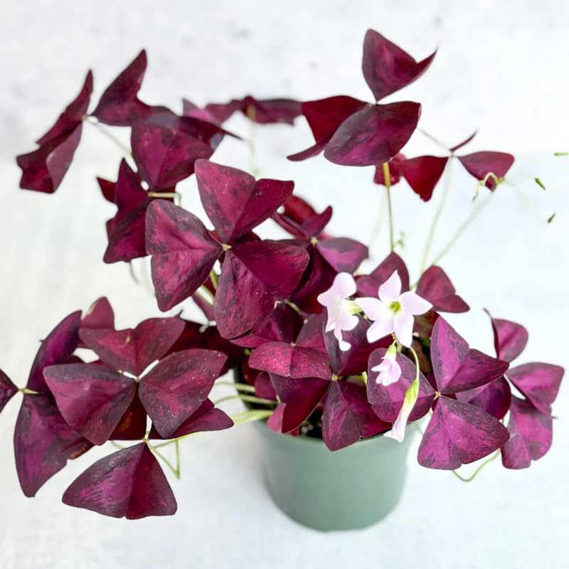 Deep Oxalis Shamrock Plant, 4-8" Tall, Hardy Perennial for Indoor Outdoor Growing