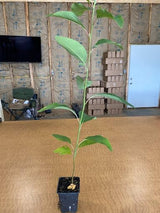2 Sassafras Trees Live Plants, Herb Plant Live, 6-12" Tall in Pot, Planting Outside, Common Sassafras Seedling Trees Well-Rooted, Cold Hardy, No CA
