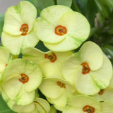 Live Crown of Thorns Plant, Hardy Crown of Thorns Succulent, 1 Feet Tall for Outdoor or Indoor Growing (Yellow)