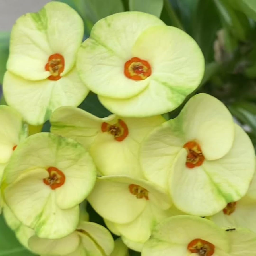 Live Crown of Thorns Plant, Hardy Crown of Thorns Succulent, 1 Feet Tall for Outdoor or Indoor Growing (Yellow)