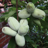 Set 2 Pawpaw Tree Live Plant 6 to12 Tall in Quart Pot, Paw Paw Fruit Tree for Outdoor Garden Planting