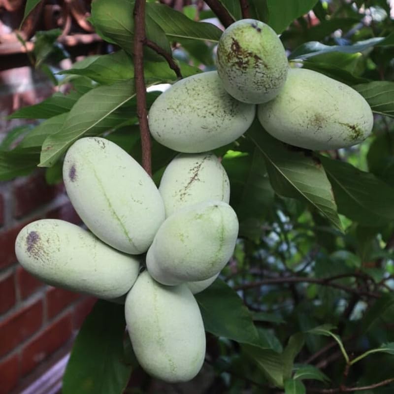 Set 2 Pawpaw Tree Live Plant 6 to12 Tall in Quart Pot, Paw Paw Fruit Tree for Outdoor Garden Planting