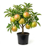 Large Fruit Apple Tree 2–3 Ft Tall, Fruit Apple Tree Plant for Outdoor Garden, Sweet Crisp Apples for Backyard Orchard or Home Garden Growing