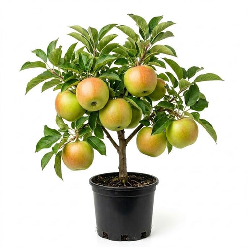 Large Fruit Apple Tree 2–3 Ft Tall, Fruit Apple Tree Plant for Outdoor Garden, Sweet Crisp Apples for Backyard Orchard or Home Garden Growing