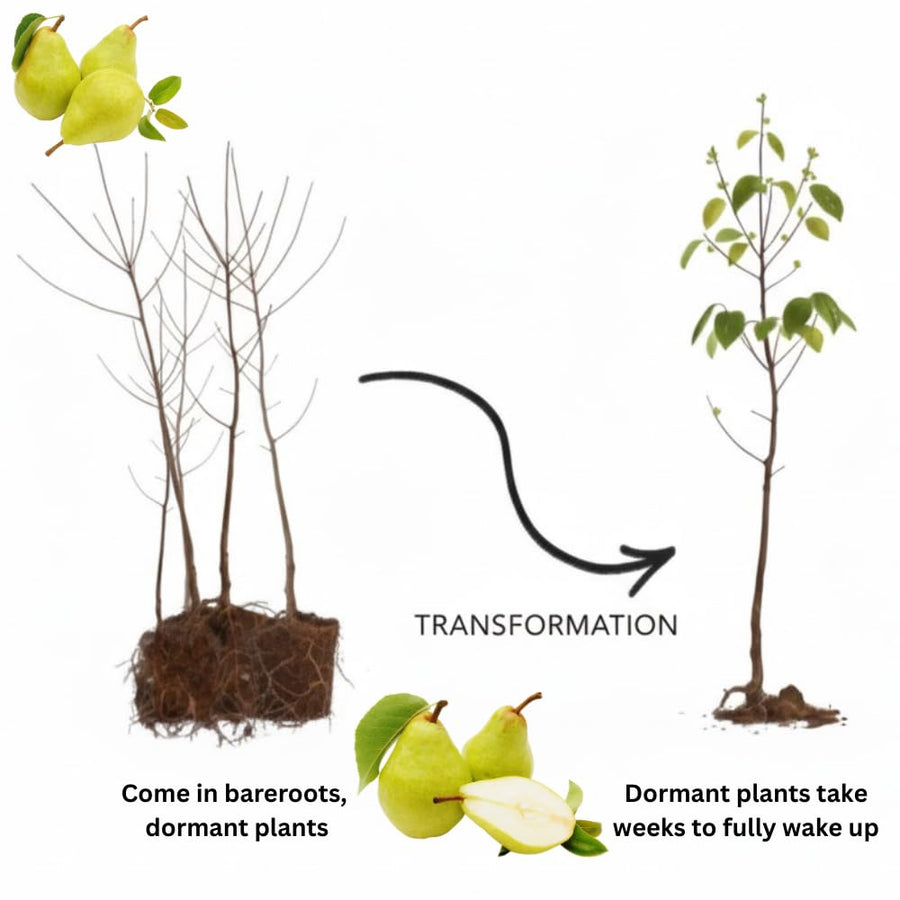 Pear Tree Live Plant 2-3 Feet Tall, Bareroot, Pear Fruit Tree Plant Live, Pear Plant Live for Planting, Live Pear Tree Ready to Grow