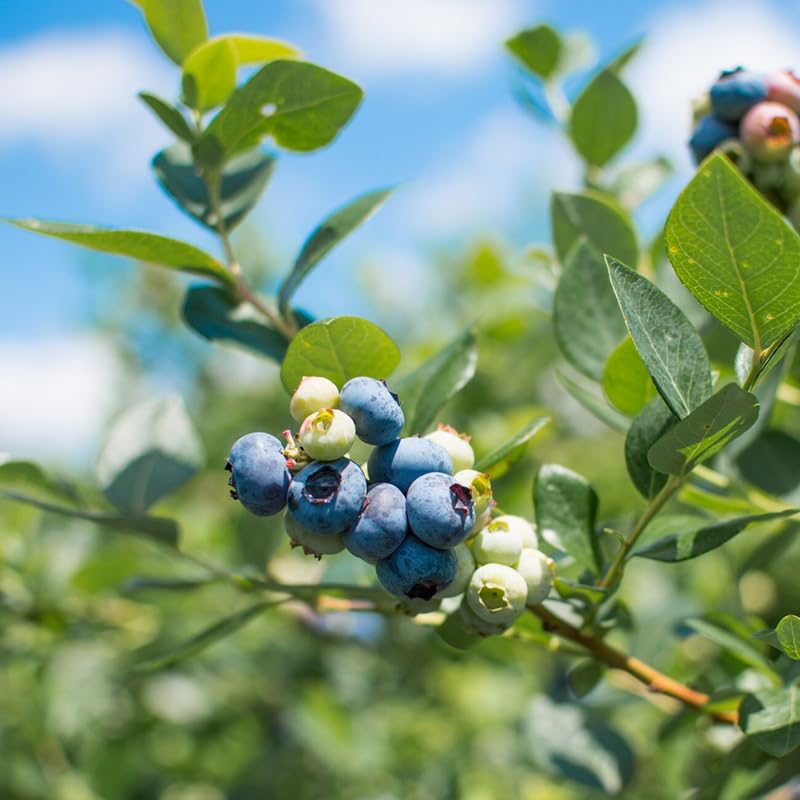 2 Blueberry Plant Live 1 Year Old, Sweet Blueberry Bush Live Plant, Blueberry Tree Live, Blueberries Shrub (Blueray Blueberry Plants)