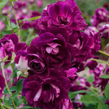 Purple Red Climbing Roses Live Plants 7 Months Old, Rose Bushes Ready to Plant 5-9" Tall, Very Fragrant, Can Grow As Climber or Bush Tree or Trellises, Walls, Fences