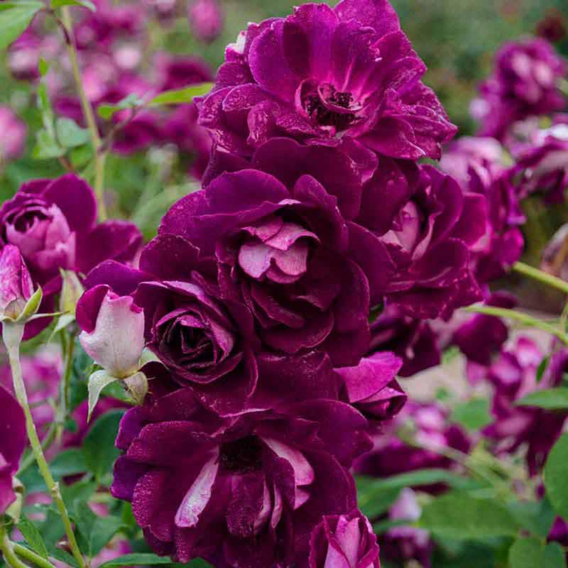 Purple Red Climbing Roses Live Plants 7 Months Old, Rose Bushes Ready to Plant 5-9" Tall, Very Fragrant, Can Grow As Climber or Bush Tree or Trellises, Walls, Fences