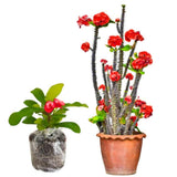 Euphorbia Milii Live Plant, Crown of Thorns Live Plant, Mix Flower Houseplant, 5-8 Inc Tall, Cold Hardy (Red)
