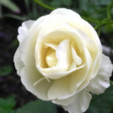 White Climbing Roses Live Plants 7 Months Old, Rose Bushes Ready to Plant 5-9" Tall, Very Fragrant, Can Grow As Climber or Bush Tree or Trellises, Walls, Fences