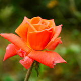 Fragrant Rose Bushes Plant Live, Orange Rose Climbing Flower Trees, Bright Orange Live Roses Bushes Bare Root Ready to Plant, 5-10 Inc Tall