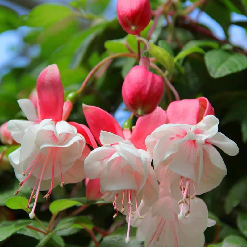 Pink White Fuchsia Plant Live in 5-Inch Pot, Hanging Basket Flower, Hardy Fuchsia Vine for Shade Gardens, USDA Zones 8-11