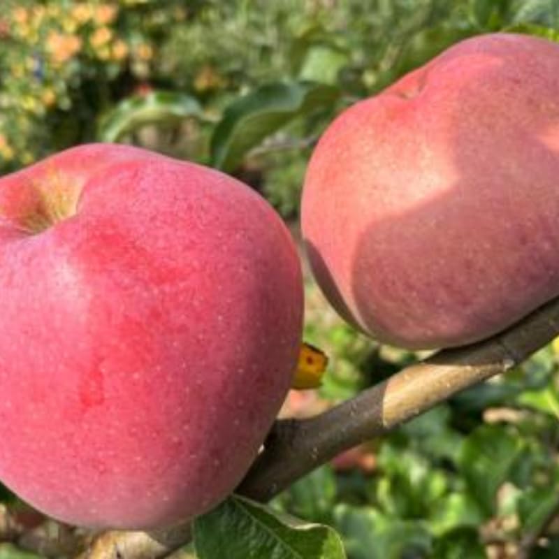 2-3 Ft Apple Tree Live Plant Bare Root, Live Apple Plant, Cold Hardy Fruit Plants for Home Garden Planting Spring (River)
