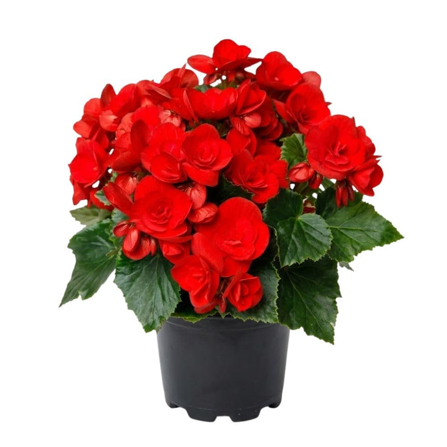Red Begonia Live Plant, 3–6 Inch Tall, 4” Pot, Ornamental Foliage Begonia Plant, Colorful Indoor Houseplant for Home and Office Decor
