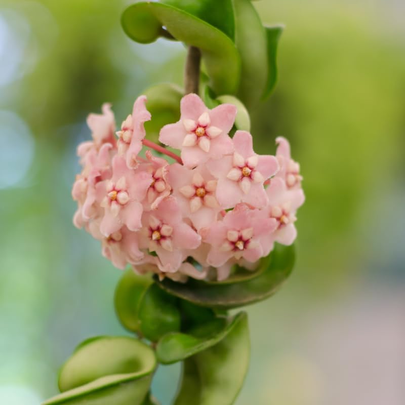 Hoya Carnosa Plant, Live Hoya Carnosa Plants, 4-6 Inch for Ornament Indoor Outdoor