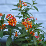 3 Live Milkweed Plants, Red Asclepias Tuberosa Plant, Butterfly Milkweed Plants Live for Growing Indoor Outdoor