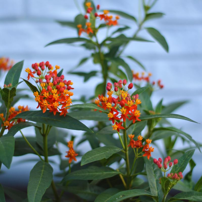 3 Live Milkweed Plants, Red Asclepias Tuberosa Plant, Butterfly Milkweed Plants Live for Growing Indoor Outdoor