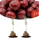 Set of 2 Wild Plum Trees Live Plants 1-2 Feet Tall, Plum Fruit Trees for Outdoor Garden Spring Growing, Cold Hardy, Dormant in Winter