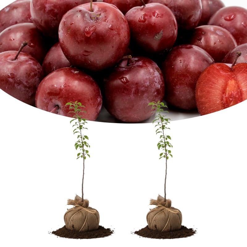Set of 2 Wild Plum Trees Live Plants 1-2 Feet Tall, Plum Fruit Trees for Outdoor Garden Spring Growing, Cold Hardy, Dormant in Winter