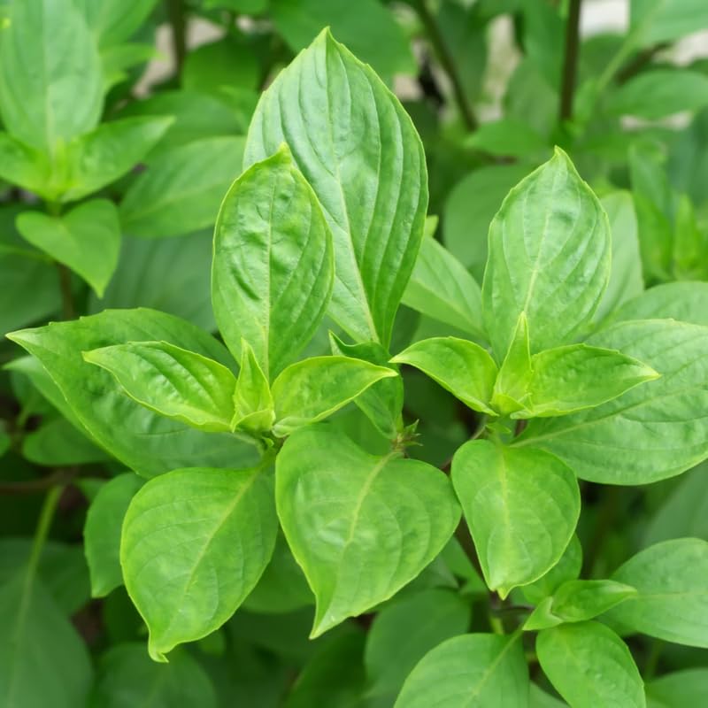 Sweet Basil Herb Plant Live, 6 Inch Tall, in 3" Pot, Fresh Culinary Herb for Indoor or Outdoor Growing